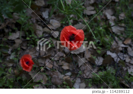 赤いポピーの花 114289112