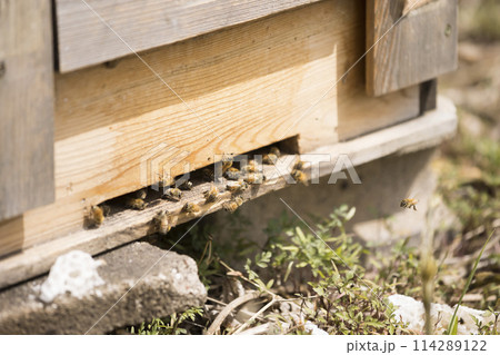 養蜂イメージ 巣箱を出入りするミツバチ 養蜂イメージ 巣箱を出入りするミツバチ 114289122