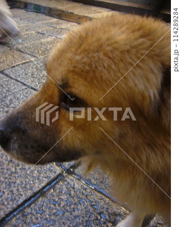 台湾byガラケー撮影 台湾byガラケー撮影 114289284