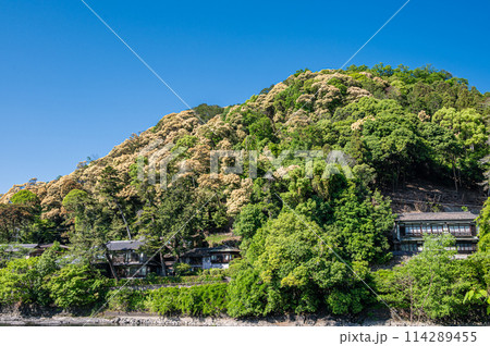 新緑の山　京都府宇治市 114289455