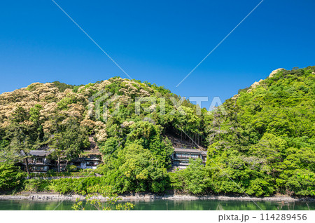 新緑の山　京都府宇治市 114289456