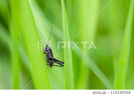 草に止まるヒメギス幼虫 草に止まるヒメギス幼虫 114289508