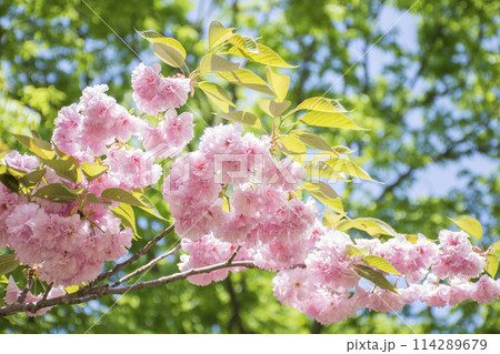 新緑背景の八重桜の花と葉 新緑背景の八重桜の花と葉 114289679