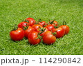 獲れたてトマト 114290842