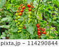 赤いミニトマト 114290844