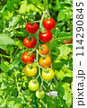 赤く色づく、家庭菜園の中玉トマト家庭 114290845