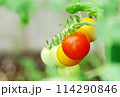 赤く色づくトマトの栽培家庭菜園 114290846