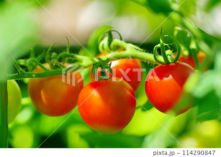 赤く色づく中玉トマト家庭菜園 114290847