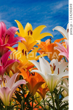 夏の陽射しを浴びるユリ 114290849