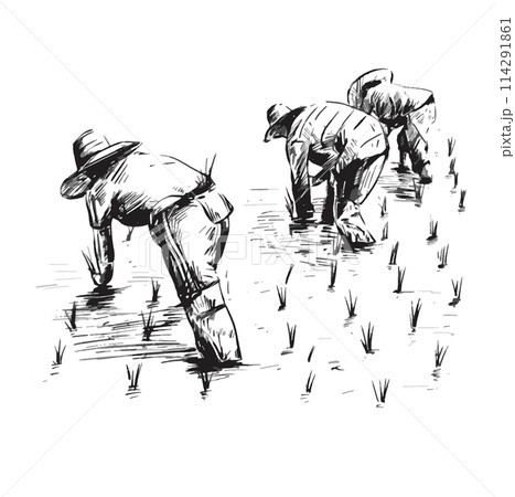 Drawing of Thai Farmers are planting rice in the farm 114291861