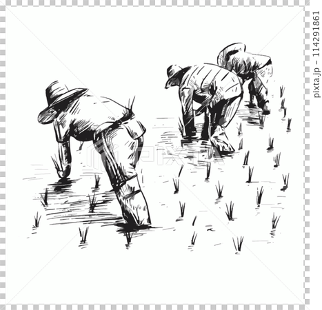 Drawing of Thai Farmers are planting rice in the farm 114291861