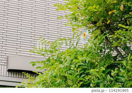 鳥避けのディスクをぶら下げた庭木 114291905