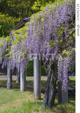 綺麗に咲いた公園の藤の花 鳥取県 羽合臨海公園 114292114