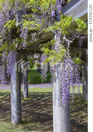 綺麗に咲いた公園の藤の花 鳥取県 羽合臨海公園 綺麗に咲いた公園の藤の花 鳥取県 羽合臨海公園 114292120