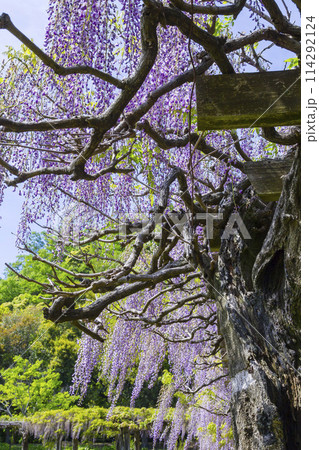 綺麗に咲いた公園の藤の花 鳥取県 羽合臨海公園 綺麗に咲いた公園の藤の花 鳥取県 羽合臨海公園 114292124