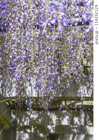 綺麗に咲いた公園の藤の花 鳥取県 羽合臨海公園 綺麗に咲いた公園の藤の花 鳥取県 羽合臨海公園 114292129