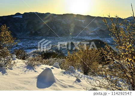 長瀞町宝登山山頂の朝日差し雪積もるロウバイ園 長瀞町宝登山山頂の朝日差し雪積もるロウバイ園 114292547