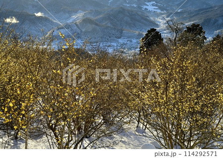 長瀞町宝登山山頂の朝日差し雪積もるロウバイ園 長瀞町宝登山山頂の朝日差し雪積もるロウバイ園 114292571