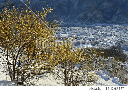 長瀞町宝登山山頂の朝日差し雪積もるロウバイ園に冠雪の街並 長瀞町宝登山山頂の朝日差し雪積もるロウバイ園に冠雪の街並 114292572
