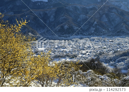 長瀞町宝登山山頂の朝日差し雪積もるロウバイ園に冠雪の街並 114292573