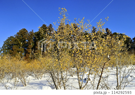 長瀞町宝登山山頂の朝日差し雪積もるロウバイ園 114292593