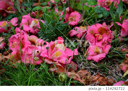 地面に落ちた椿の花 114292722