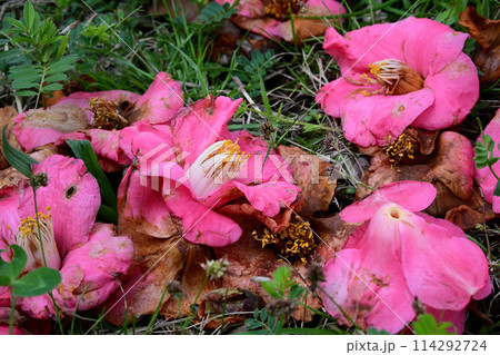 地面に落ちた椿の花 地面に落ちた椿の花 114292724