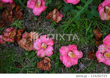地面に落ちた椿の花 114292725