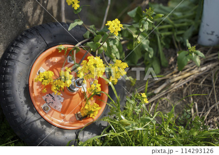 置き去りの古いタイヤに咲いた菜の花 114293126