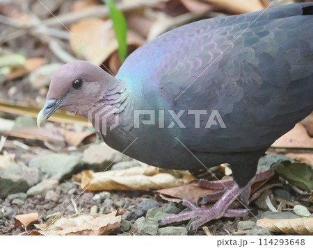アカガシラカラスバト 114293648