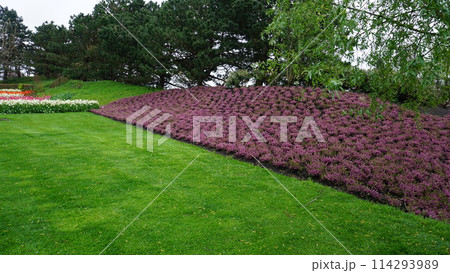 Keukenhof park of flowers and tulips in the Netherlands. Beautiful outdoor scenery in Holland Keukenhof park of flowers and tulips in the Netherlands. Beautiful outdoor scenery in Holland 114293989