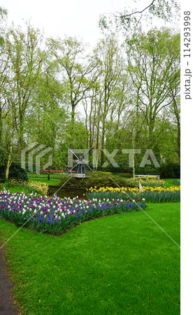 Keukenhof park of flowers and tulips in the Netherlands. Beautiful outdoor scenery in Holland 114293998