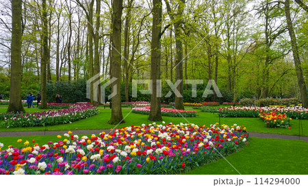 Keukenhof park of flowers and tulips in the Netherlands. Beautiful outdoor scenery in Holland Keukenhof park of flowers and tulips in the Netherlands. Beautiful outdoor scenery in Holland 114294000