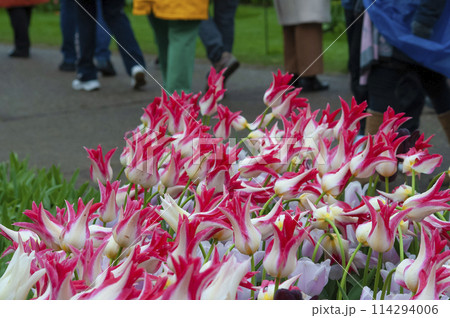 Keukenhof park of flowers and tulips in the Netherlands. Beautiful outdoor scenery in Holland Keukenhof park of flowers and tulips in the Netherlands. Beautiful outdoor scenery in Holland 114294006