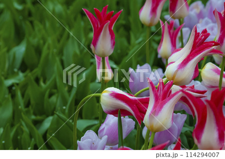 Keukenhof park of flowers and tulips in the Netherlands. Beautiful outdoor scenery in Holland 114294007