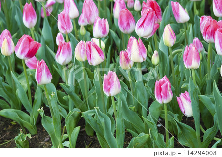 Keukenhof park of flowers and tulips in the Netherlands. Beautiful outdoor scenery in Holland 114294008