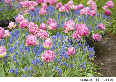 Keukenhof park of flowers and tulips in the Netherlands. Beautiful outdoor scenery in Holland 114294156