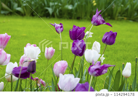 Keukenhof park of flowers and tulips in the Netherlands. Beautiful outdoor scenery in Holland 114294178