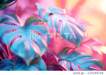 ピンクのライトに照らされたモンステラ 114294338