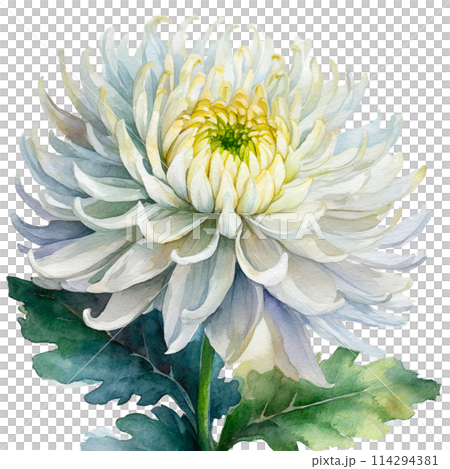 ※水彩画(菊)№215 水彩タッチのキクのイラストのイラスト素材 [114294381] - PIXTA