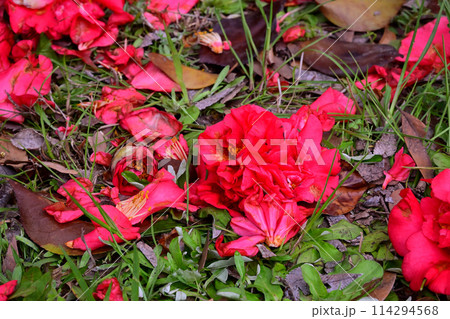 地面に落ちた山茶花の花 地面に落ちた山茶花の花 114294568