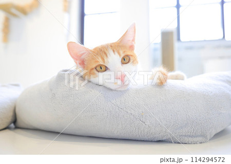 猫 114294572