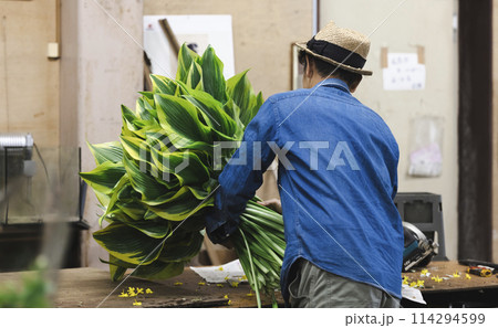 植物の出荷作業をする花卉生産者さん 植物の出荷作業をする花卉生産者さん 114294599