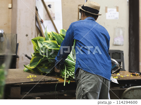 植物の出荷作業をする花卉生産者さん 114294600