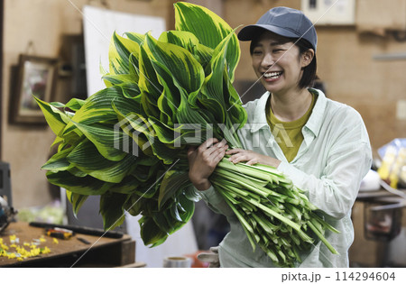 植物の出荷作業をする女性 植物の出荷作業をする女性 114294604