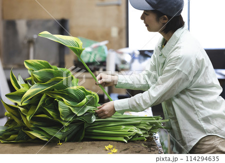 植物の出荷作業をする女性 植物の出荷作業をする女性 114294635