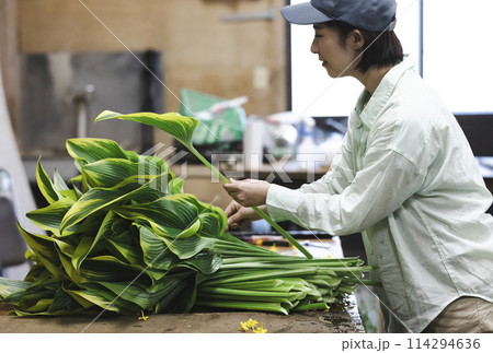 植物の出荷作業をする女性 114294636