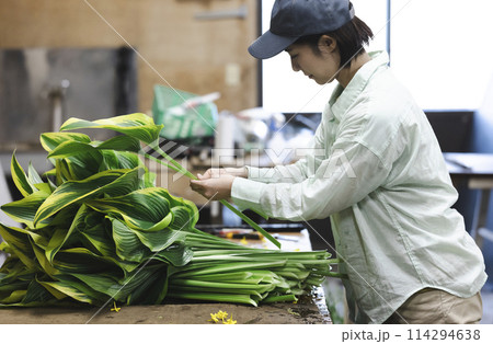 植物の出荷作業をする花卉生産者 植物の出荷作業をする花卉生産者 114294638