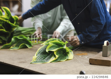 植物の出荷作業をする花卉生産者 114294646