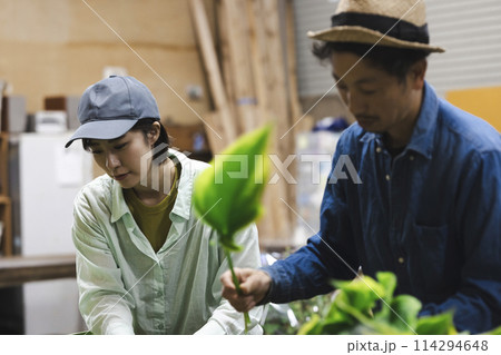 植物の出荷作業をする花卉生産者 114294648